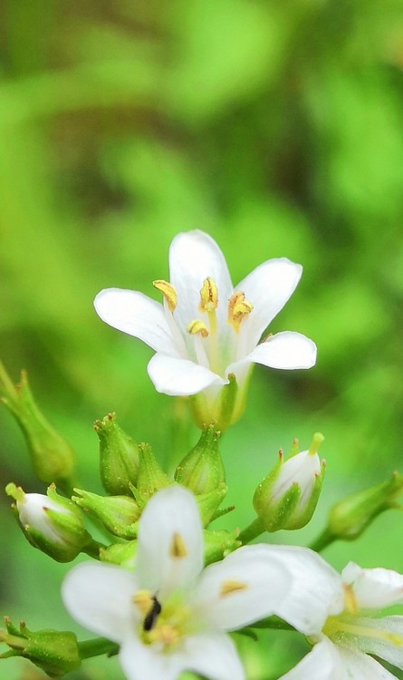 Snow-white Flower