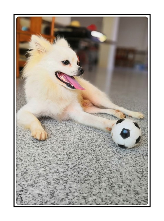 Dog and Soccer