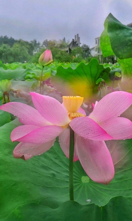 summer lotus