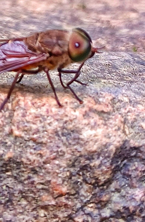 a walking bee