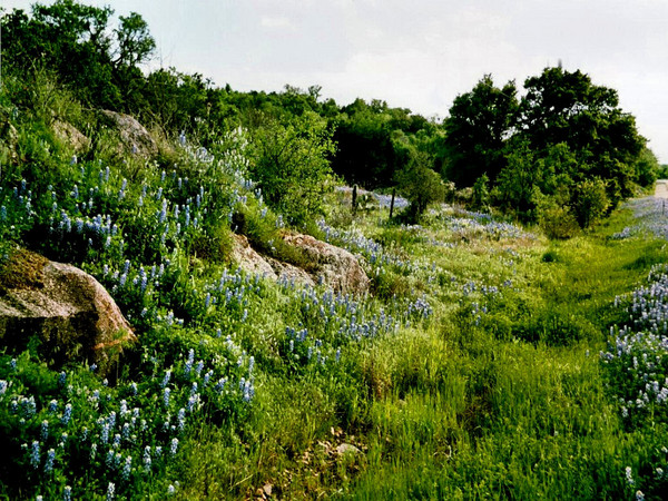 Blue Bonnets
