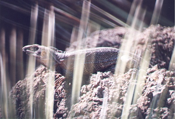 Iguana