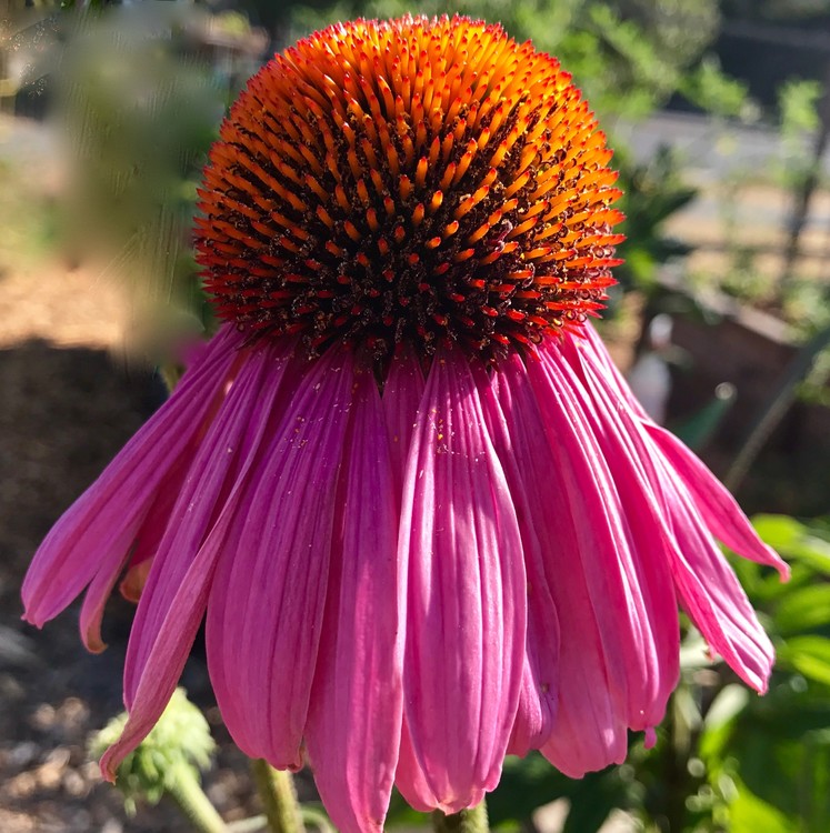 Flower Bud