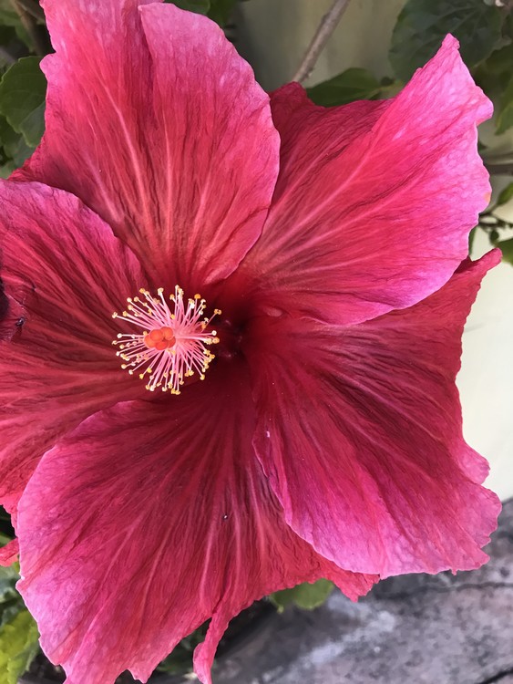 Majestic Magenta
