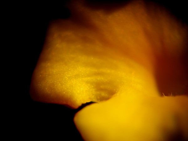 baby yellow