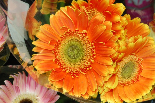 Shasta Daisy