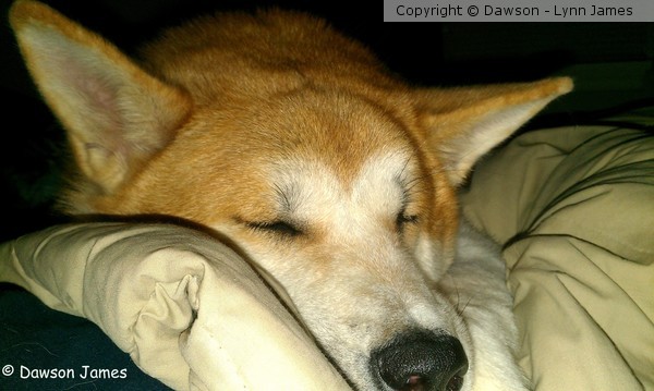 Happiness is .. the warmth of your puppy