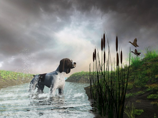 Field & Stream