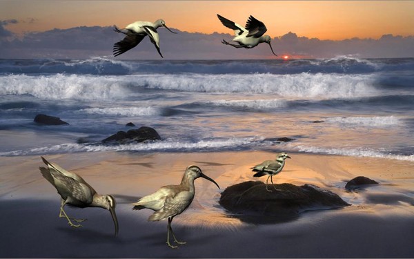 Shorlinebirds