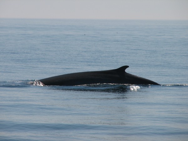 Finback Whale in Acadia