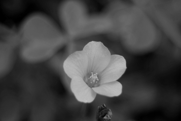 A Little Beauty 2 - B&W