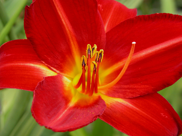 Hemerocallis Berin Red