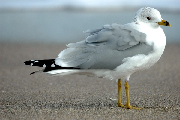 Seagull Close
