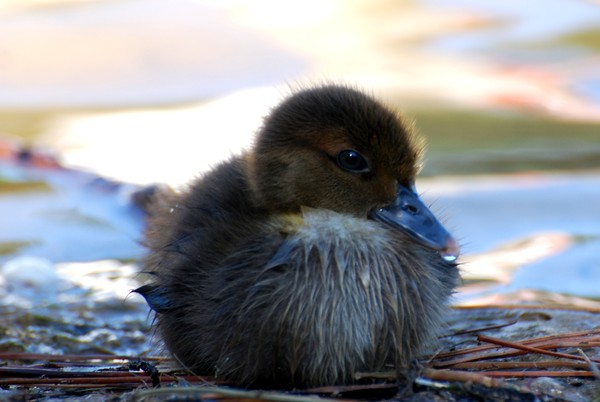 Brown Baby Resting