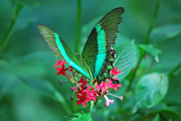Envy Green