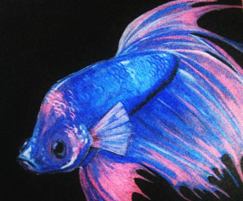Betta