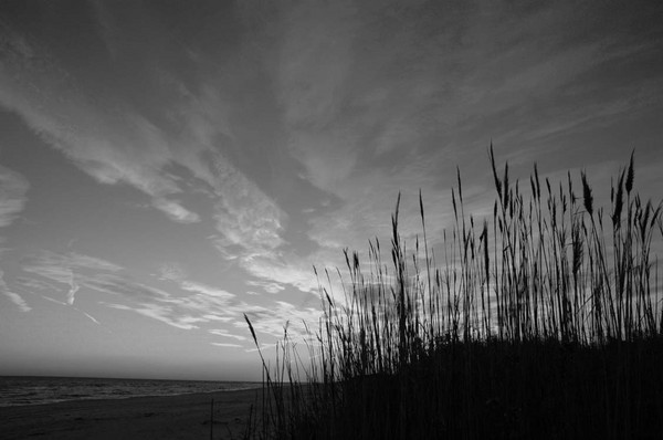 Smith's Point Park Reeds - b&w