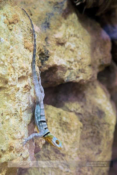dragon no5