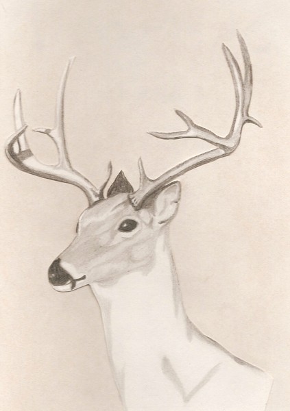 Buck