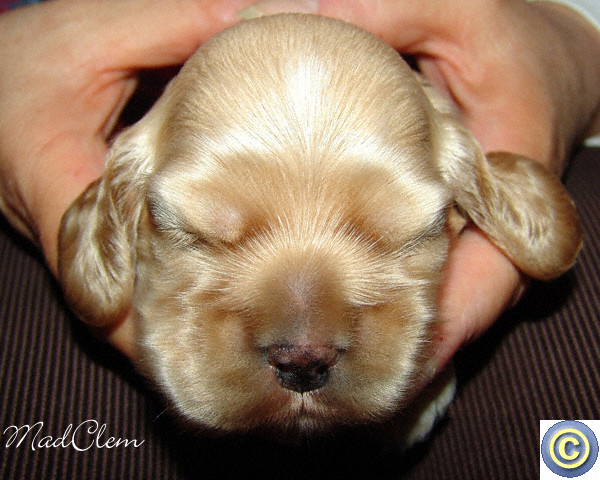Little Angel
