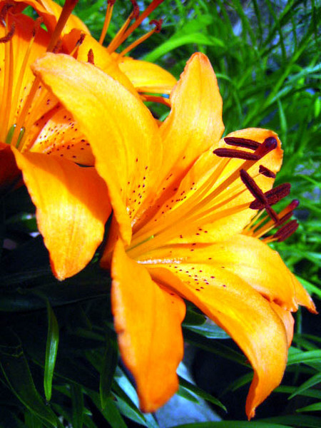 Tiger Lily