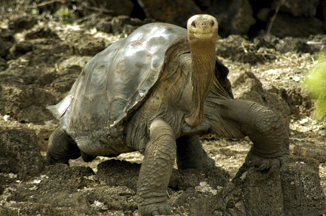 Lonesome George