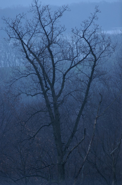 tree in the mist