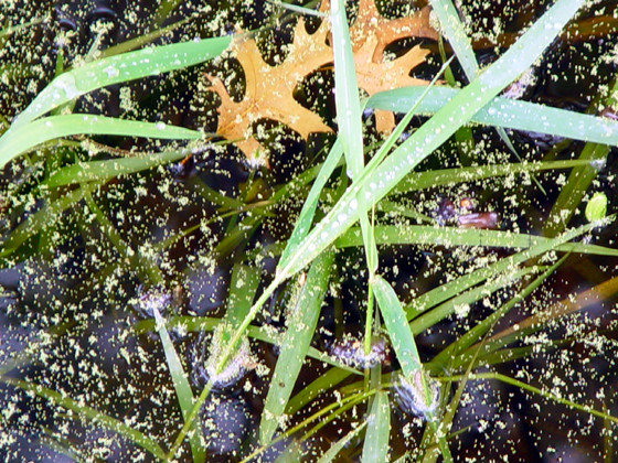 great swamp 