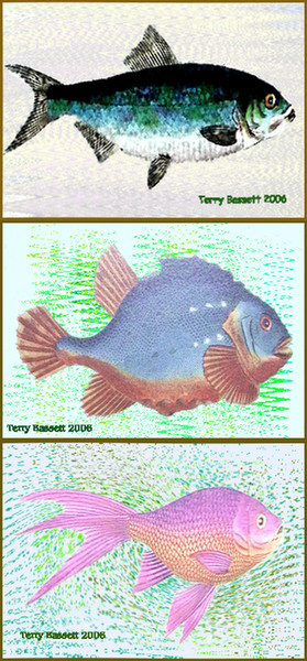 ACEO Fish Set 1
