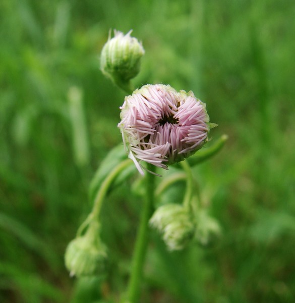 A Chance to Bloom
