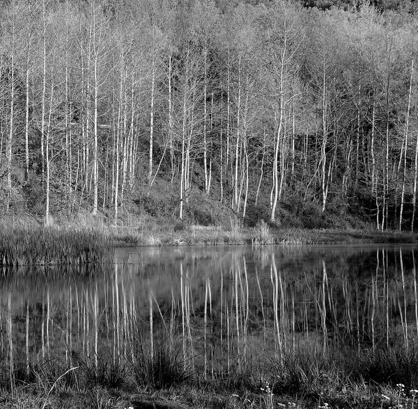 Reflecting - Pond