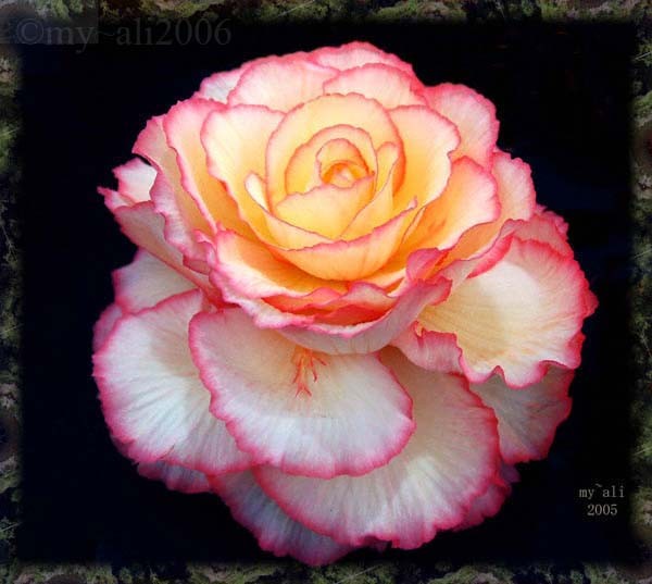Flamingo Begonia