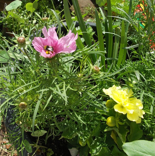 GARDEN FLOWER BUZZ