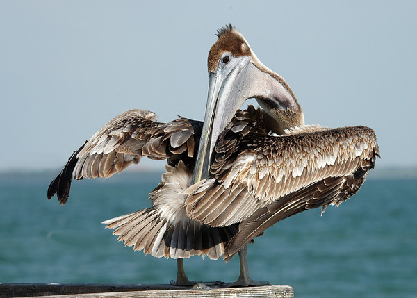 Preening Pelican