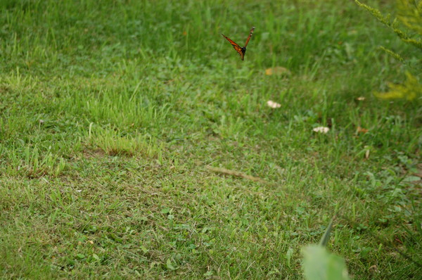 Monarch Butterfly in Flight