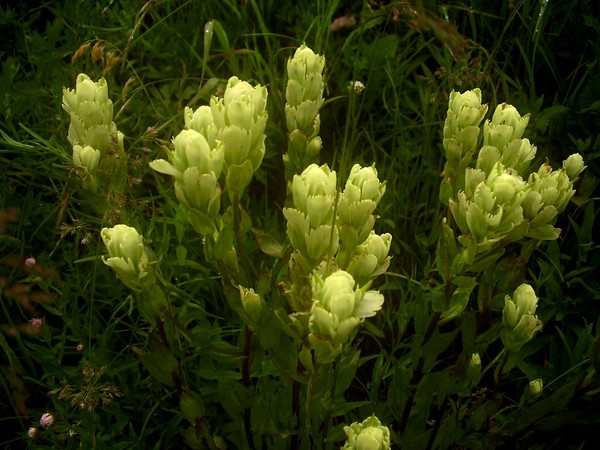 White Indian Paintbrush