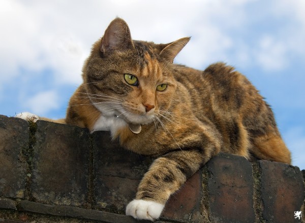 MOLLY ON THE WALL