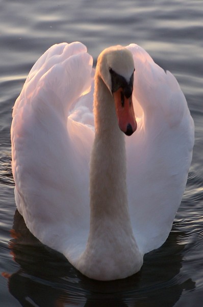 The Ugly Duckling