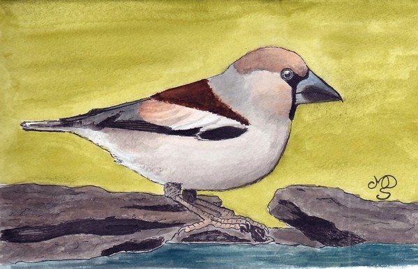 Frosone (Coccothraustes coccothraustes L.)