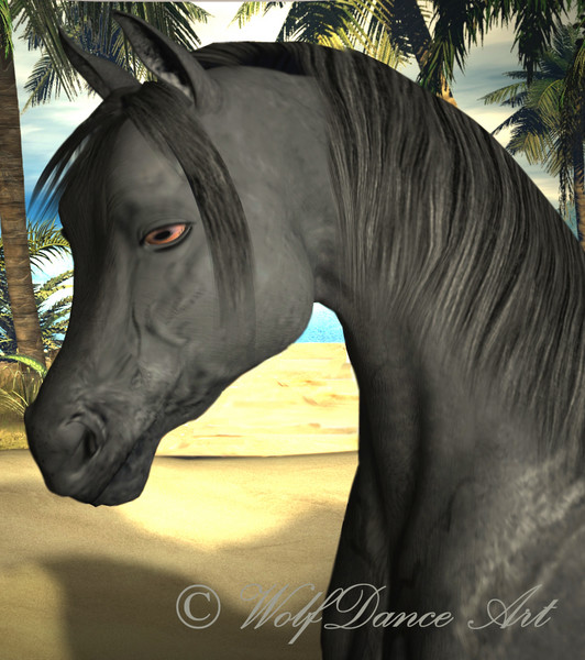 Black at the Oasis