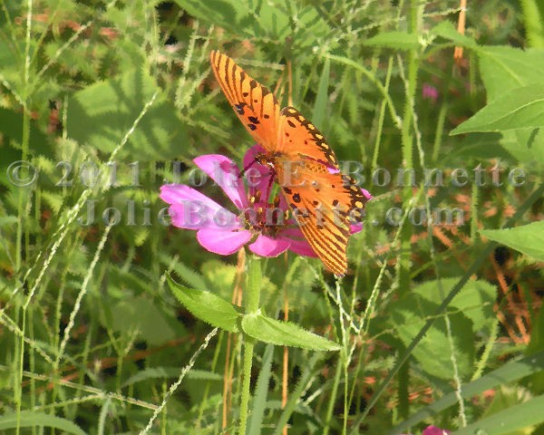 Zinnia & Butterfly