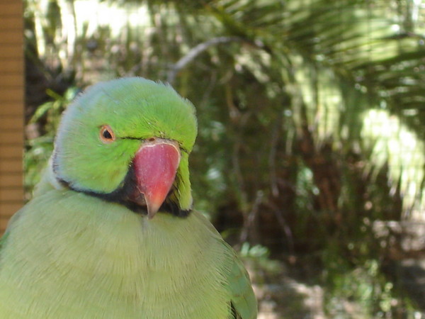 Greenbird