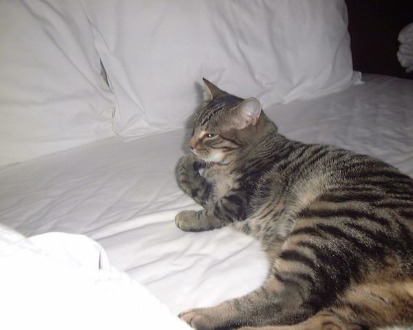 My cousin's kitten Tigger doing a pose