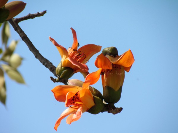 simul flower