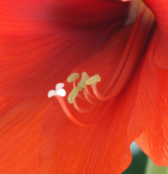 Amaryllis