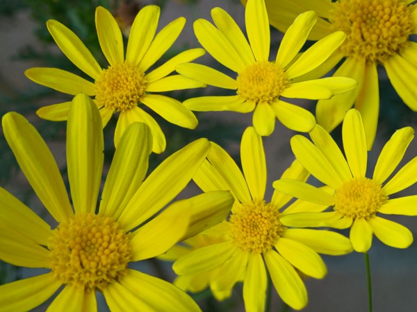 Fresh as a daisy