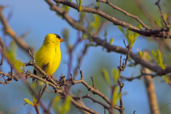 Goldfinch by Lake Ontario