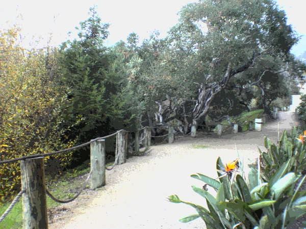 Monterey trail
