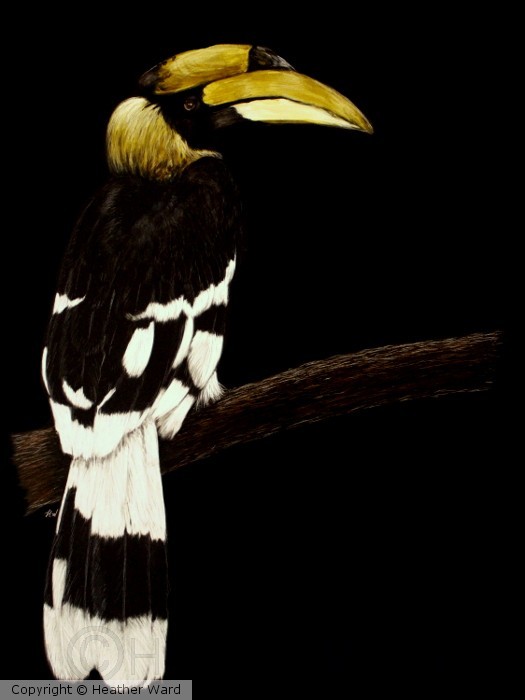 Great Hornbill