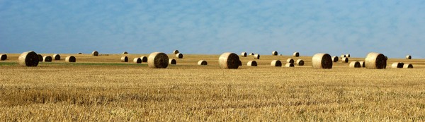 straw fields